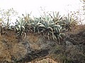 DSC02920.JPG