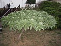 DSC02942.JPG