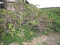 DSC02943.JPG