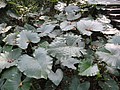 DSC02962.JPG