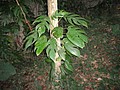 DSC02981.JPG