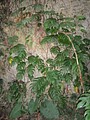 DSC02982.JPG