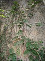 DSC02983.JPG