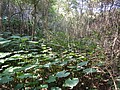 DSC03020.JPG