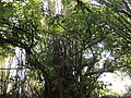 DSC03037.JPG