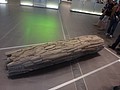 DSC09721.JPG