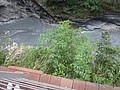 DSC00375.JPG