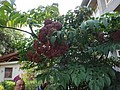 DSC01946.JPG