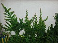 DSC01948.JPG