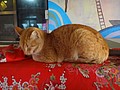 DSC02060.JPG