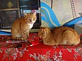 DSC02061.JPG