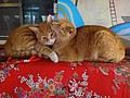 DSC02063.JPG