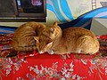 DSC02064.JPG