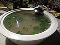 DSC02092.JPG