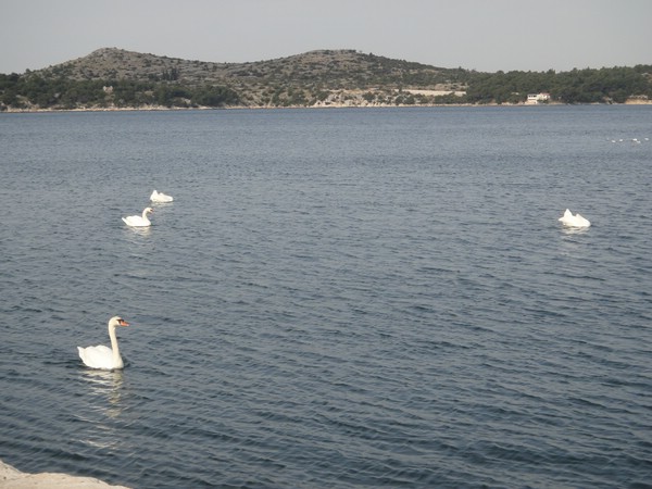 DSC03993.JPG
