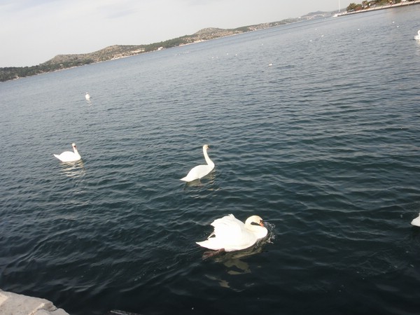 DSC03996.JPG