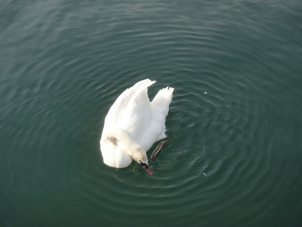 DSC04011.JPG