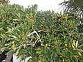 DSC04007.JPG