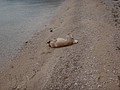 DSC02379.JPG