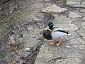 DSC04208.JPG