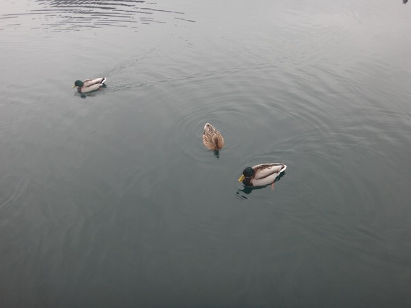 DSC02847.JPG