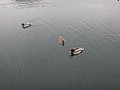 DSC02847.JPG
