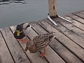 DSC02867.JPG
