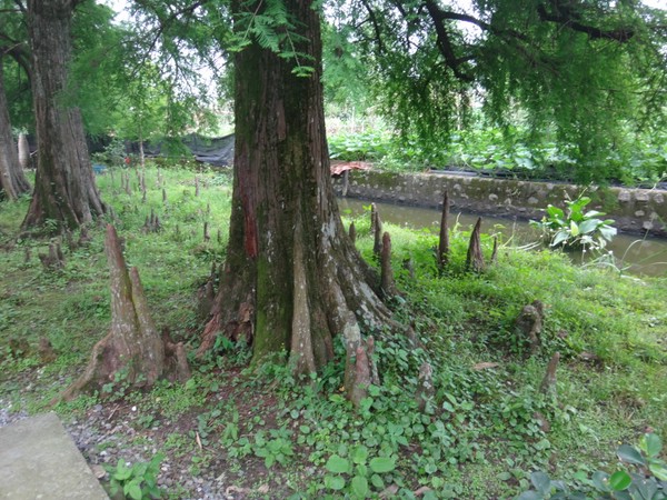 DSC03334.JPG