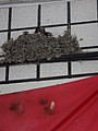 DSC03330-1.JPG