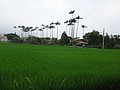 DSC03355.JPG
