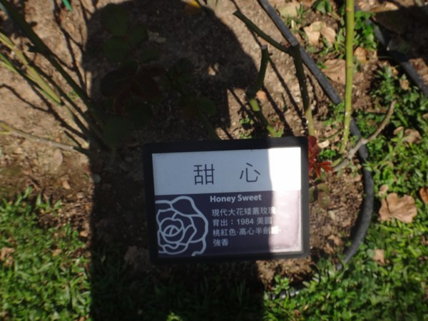 DSC06678.JPG
