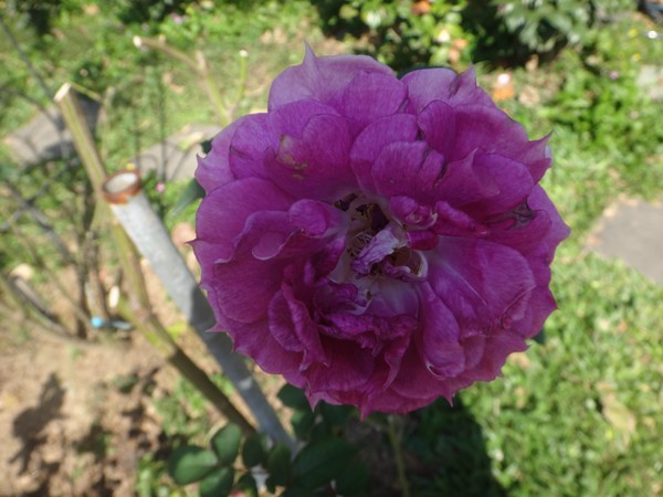 DSC06681.JPG