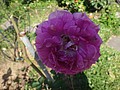 DSC06681.JPG