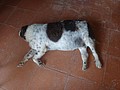 DSC06698.JPG