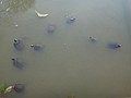 DSC06728.JPG