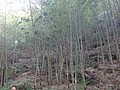 DSC06868.JPG