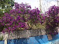 DSC06878.JPG
