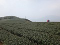 DSC06894.JPG