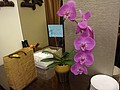 DSC07174.JPG