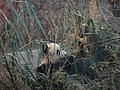 DSC07976.JPG