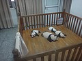 DSC07981.JPG