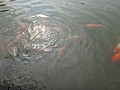 DSC07987.JPG