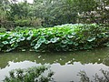 DSC08167.JPG