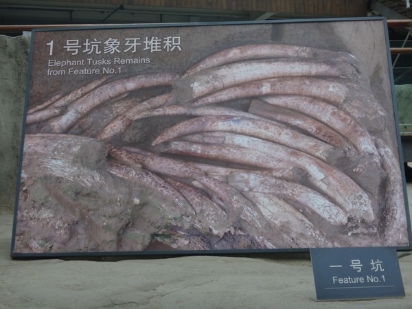 DSC08222.JPG