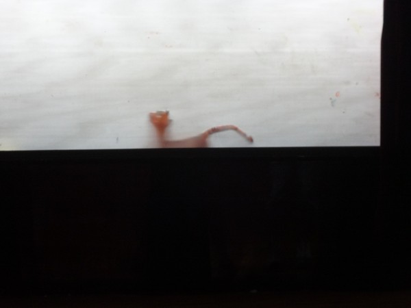 DSC08550.JPG