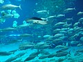 DSC08642.JPG