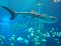 DSC08644.JPG
