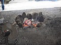 DSC08874.JPG