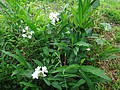 DSC08895.JPG