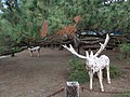DSC09011.JPG